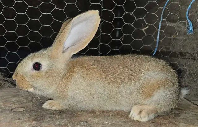 Lapins géants des Flandres - Photo 5