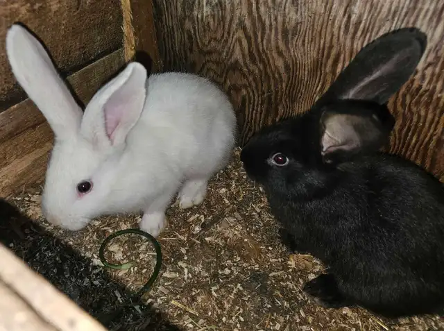 Lapins géants des Flandres - Photo 6