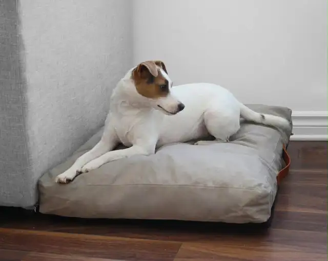 Coussin pour Votre Animal de Compagnie Préféré