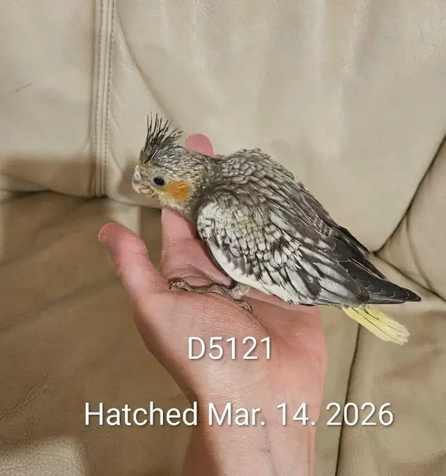 Healthy Baby pearl gray Cockatiel