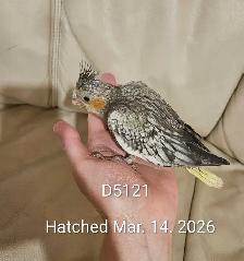 Healthy Baby pearl gray Cockatiel
