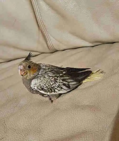 Healthy Baby pearl gray Cockatiel - Photo 2