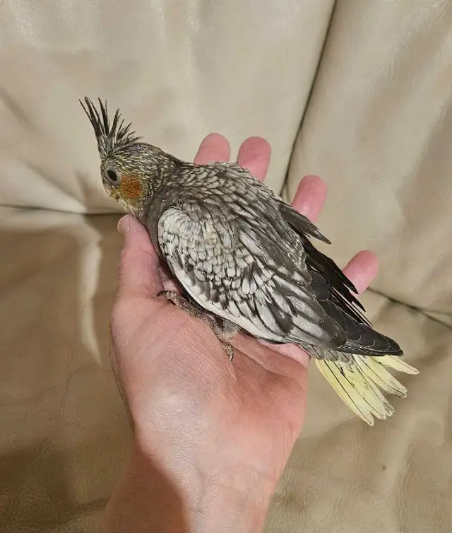 Healthy Baby pearl gray Cockatiel - Photo 3