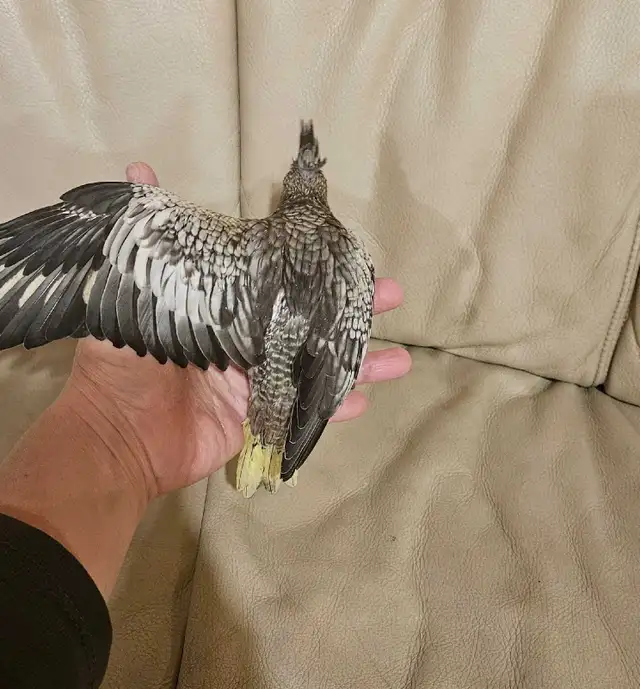 Healthy Baby pearl gray Cockatiel - Photo 4