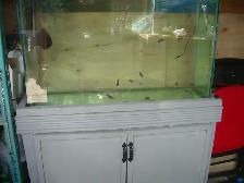 FOR SALE 50 GALLON AQUARIUM SET  UP RUNNING $230