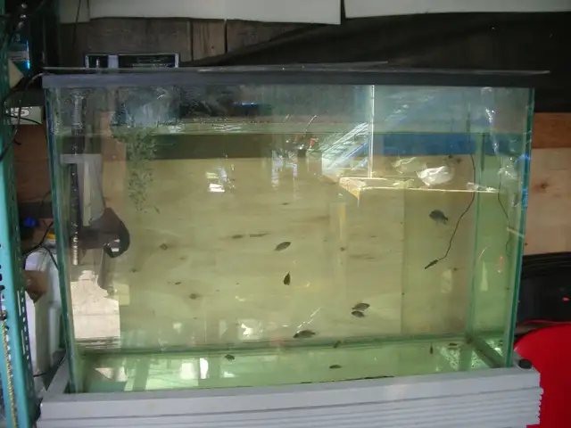 FOR SALE 50 GALLON AQUARIUM SET  UP RUNNING $230 - Photo 2