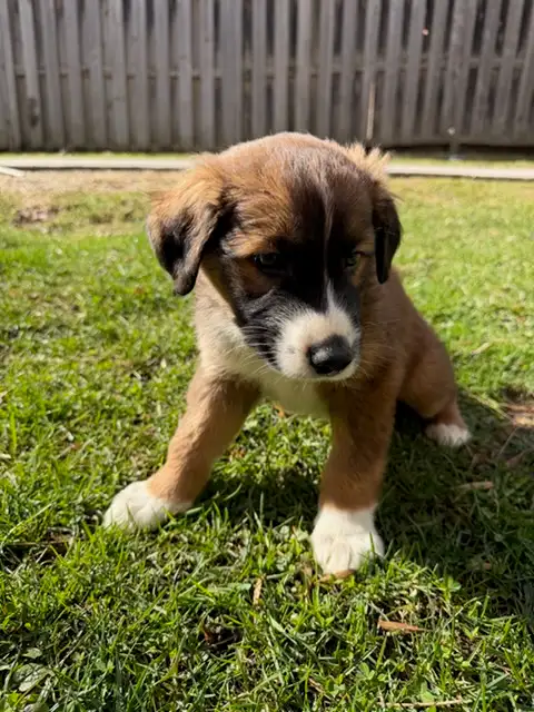 Bernese German Shepherd Male