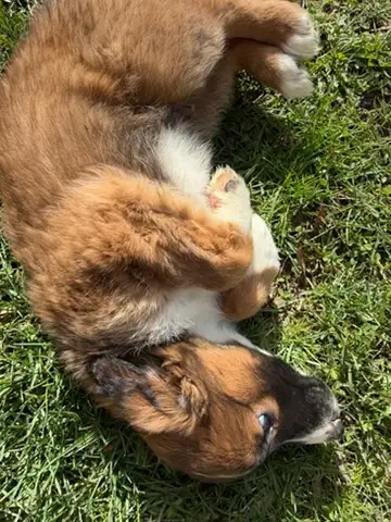 Bernese German Shepherd Male - Photo 2