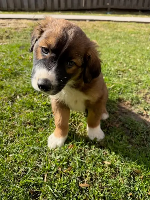 Bernese German Shepherd Male - Photo 3