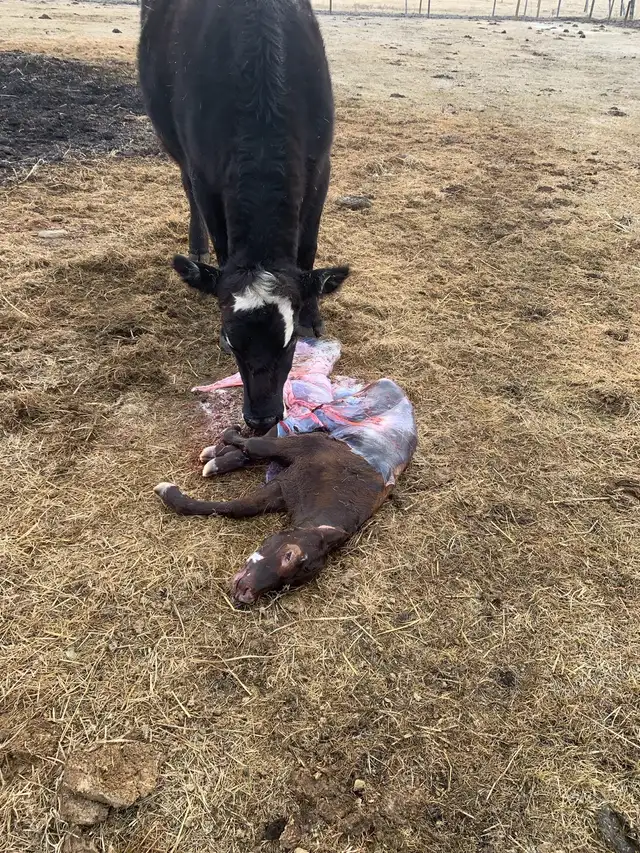 looking for a replacement calf.