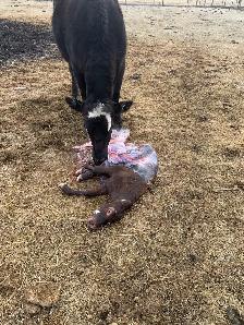 looking for a replacement calf.