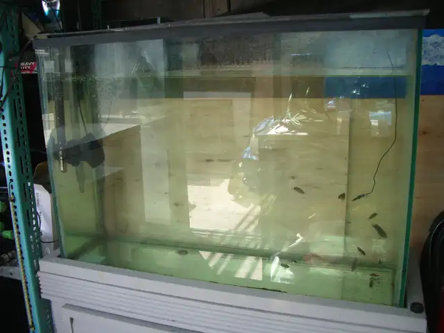 MOVING SALE 50 GALLON FRESH WATER SET UP $230