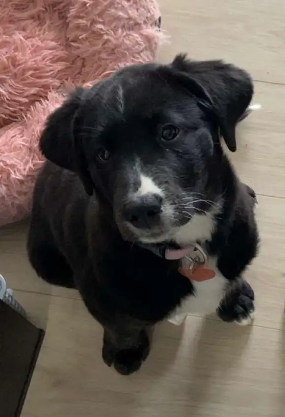 Chiot femelle labrador mix bouvier bernois