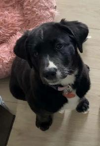 Chiot femelle labrador mix bouvier bernois