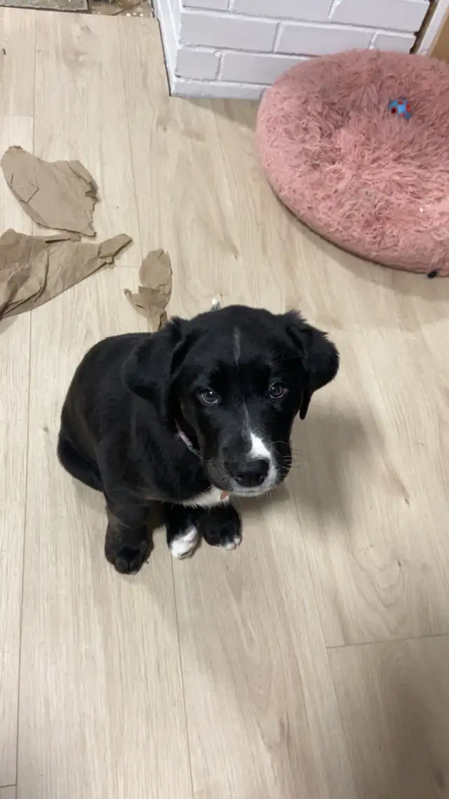 Chiot femelle labrador mix bouvier bernois - Photo 2