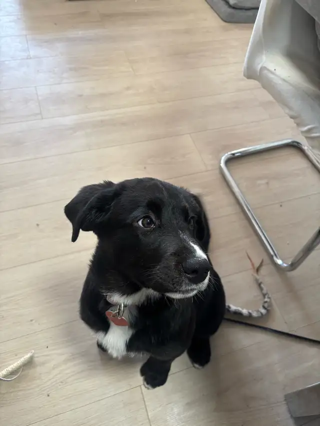 Chiot femelle labrador mix bouvier bernois - Photo 3