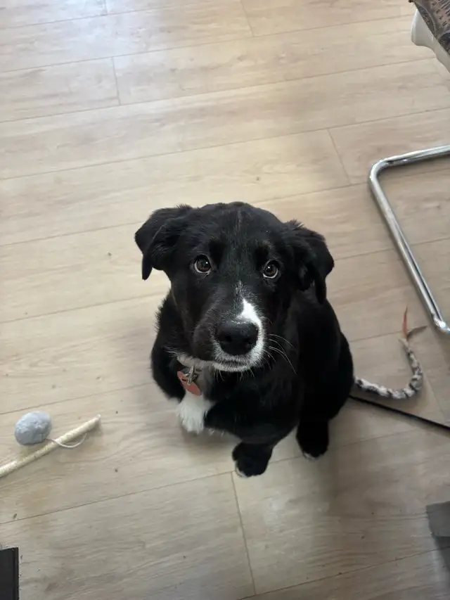 Chiot femelle labrador mix bouvier bernois - Photo 4