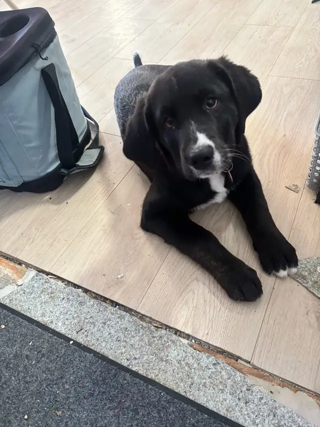 Chiot femelle labrador mix bouvier bernois - Photo 5