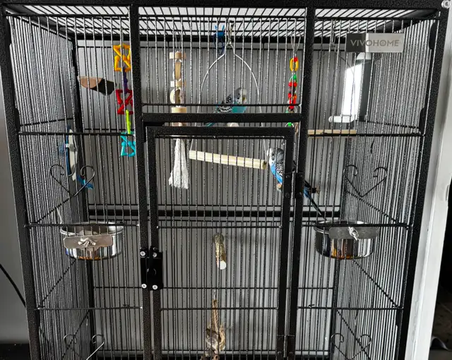 2 Male Budgies & Accessories For Sale