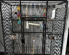 2 Male Budgies & Accessories For Sale