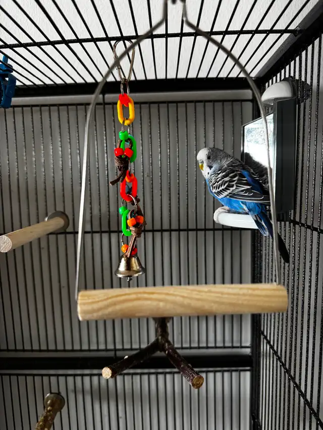 2 Male Budgies & Accessories For Sale - Photo 2