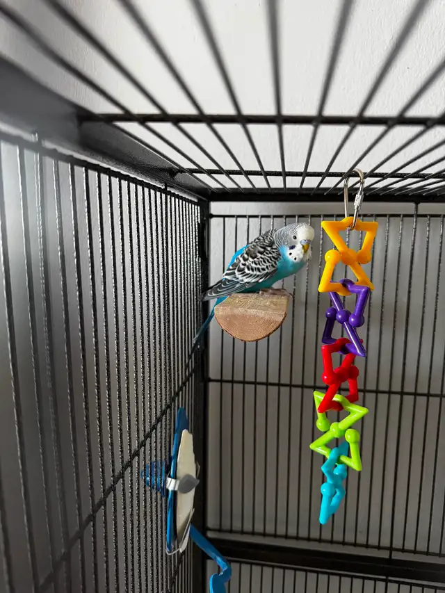 2 Male Budgies & Accessories For Sale - Photo 3