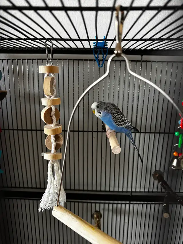 2 Male Budgies & Accessories For Sale - Photo 4