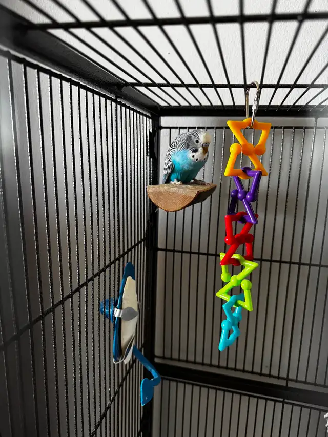 2 Male Budgies & Accessories For Sale - Photo 5