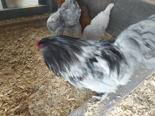 Chickens For Sale - Photo 2