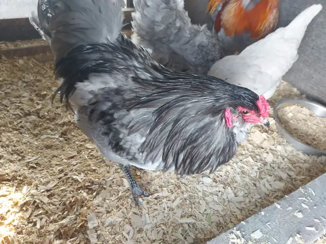 Chickens For Sale - Photo 3