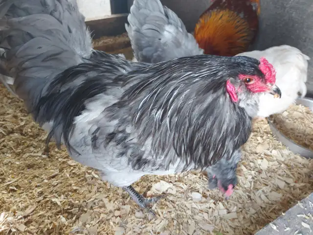 Chickens For Sale - Photo 4