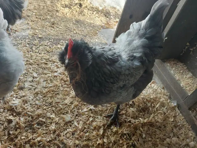 Chickens For Sale - Photo 5