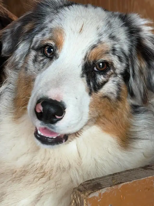 Australian Shepherd X Border Collie Mix Puppies Available.