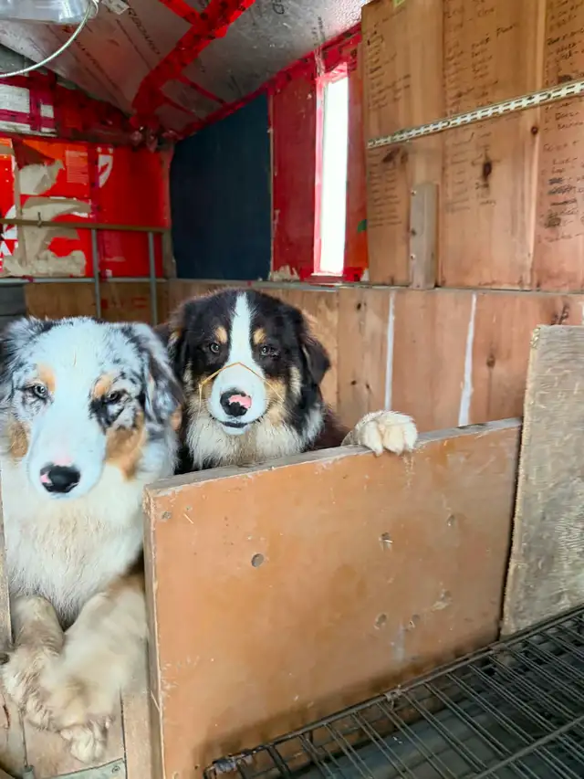Australian Shepherd X Border Collie Mix Puppies Available. - Photo 2