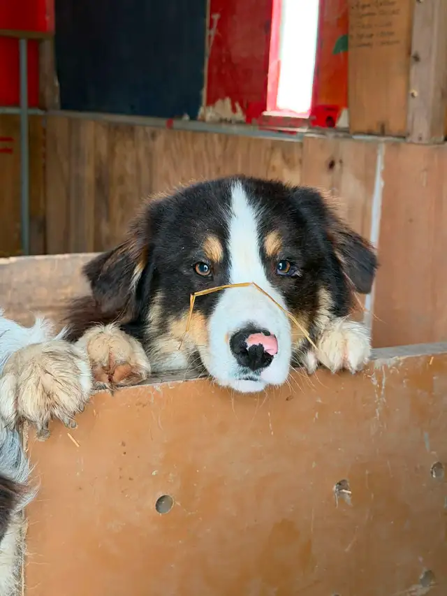 Australian Shepherd X Border Collie Mix Puppies Available. - Photo 3
