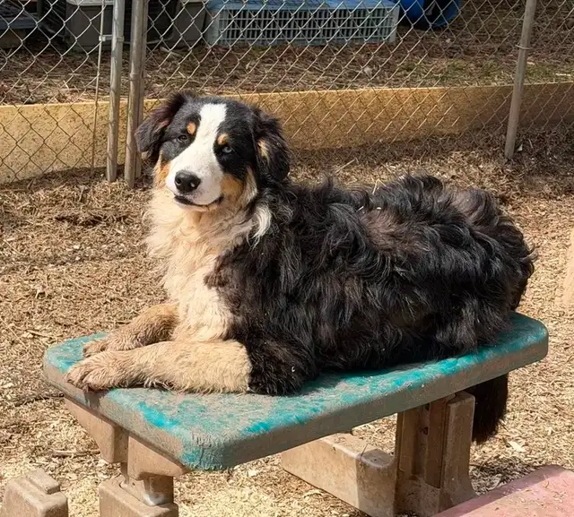 Australian Shepherd X Border Collie Mix Puppies Available. - Photo 4