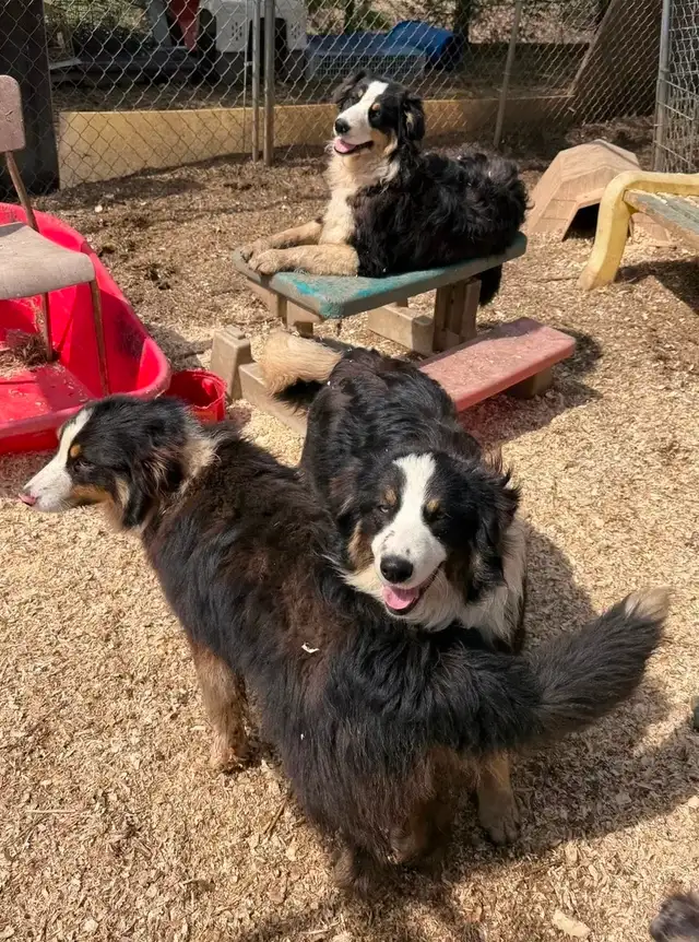 Australian Shepherd X Border Collie Mix Puppies Available. - Photo 5
