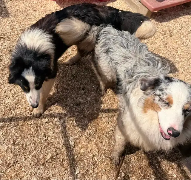 Australian Shepherd X Border Collie Mix Puppies Available. - Photo 6