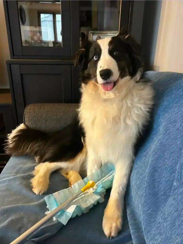 Australian Shepherd X Border Collie Mix Puppies Available. - Photo 7