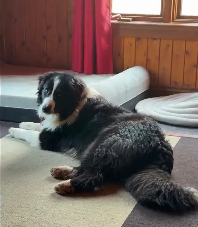 Australian Shepherd X Border Collie Mix Puppies Available. - Photo 9