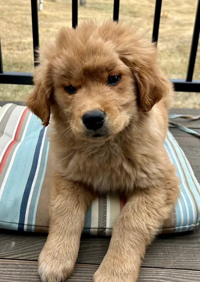 golden Retriever puppy