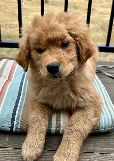 golden Retriever puppy