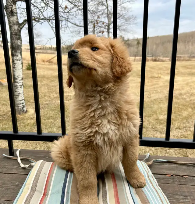 golden Retriever puppy - Photo 2