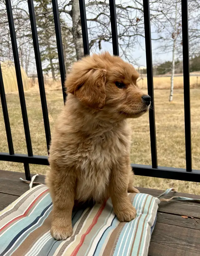 golden Retriever puppy - Photo 3