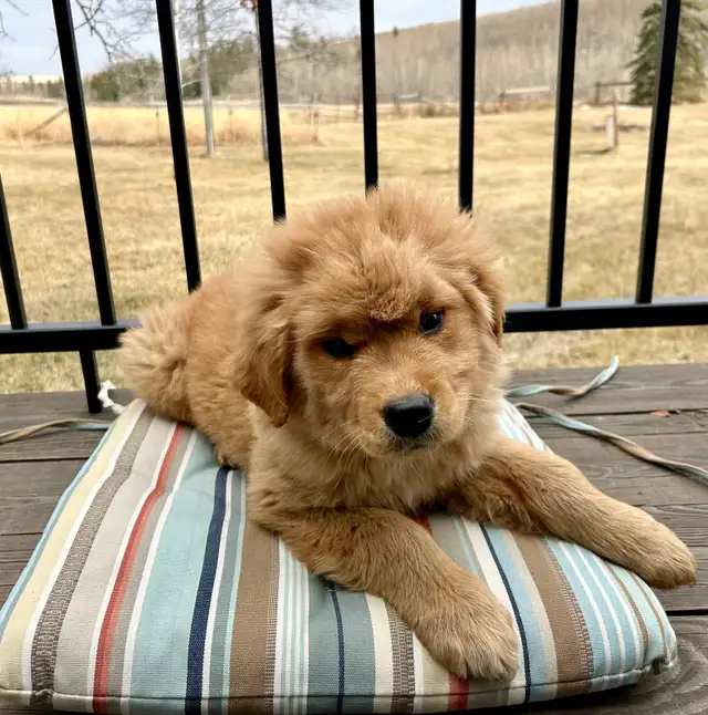 golden Retriever puppy - Photo 4