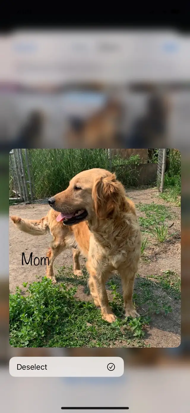 golden Retriever puppy - Photo 5