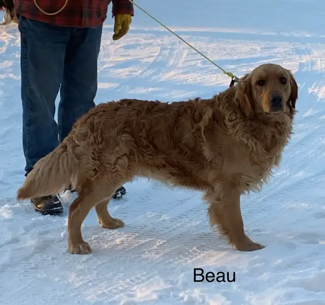 golden Retriever puppy - Photo 6