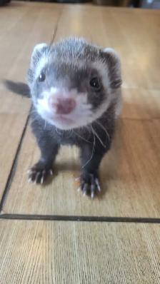 furets avec grande-cage et tout c jouet compris