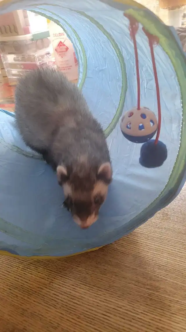 furets avec grande-cage et tout c jouet compris - Photo 2