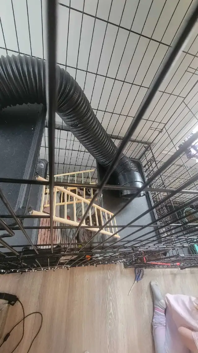 furets avec grande-cage et tout c jouet compris - Photo 3